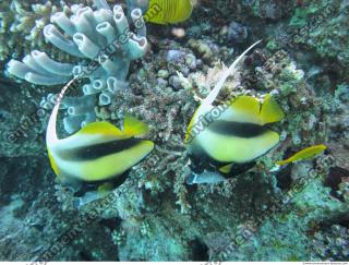 Schooling bannerfish Heniochus diphreutes 1